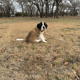 Newfoundland, Poodle, Saint Berdoodle, and Saint Bernard Puppies from Mammoth Doodles