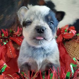 Three quarter mask - Blue speckled female Australian Cattle Dog puppy in Lenoir, North Carolina from Blue Coyote Ranch