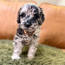 Meadow - Blue merle male Bernedoodle puppy in Fort Collins, Colorado from Front Range Family Doodles