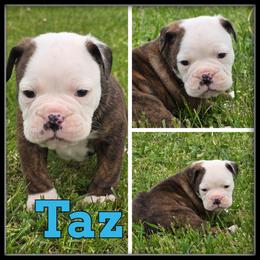Taz - Olde English Bulldogge puppy in Wheeler, Michigan from Haase Family Kennels