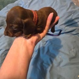 Hershey - Chocolate male Dachshund puppy in Kirtland, New Mexico from EZ 2 Love Dachshunds