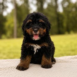 Acadia - Phantom female Bernedoodle puppy in Travelers Rest, South Carolina from Bernedoodle.do