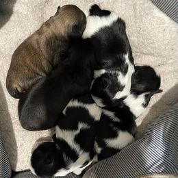 Shih Tzus from Goracke Family