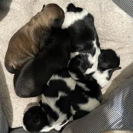 Shih Tzus from Goracke Family