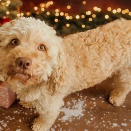 Cavapoos, Cockapoos, Goldendoodles, and Poodles from Brooke Carlson