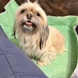 Spirit - Shih Tzu