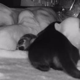 Dachshund Puppies from Libby’s Legacy Doxies