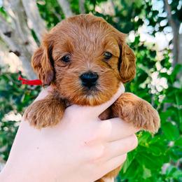 Meatball - Red male Cavapoo puppy in San Antonio, Texas from Cariad Doodles
