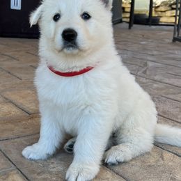 Berger Blanc Suisse and German Shepherd Puppies from Scenic Creek German Shepherds and White Swiss Shepherds