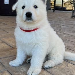 Berger Blanc Suisse and German Shepherd Puppies from Scenic Creek German Shepherds and White Swiss Shepherds