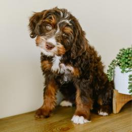 Monica - female Australian Mountain Doodle puppy in Spanish Fork, Utah from K Brand Doodles
