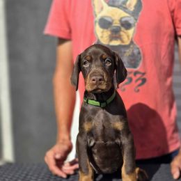 Green Collar Girl - Red and rust female Doberman Pinscher puppy in Stow, Ohio from Imperium Dobermann
