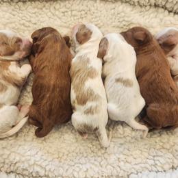 Cavapoo and Poodle Puppies from Salt Creek Doodles