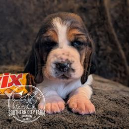 Twix - Black brown and white female Basset Hound puppy in Talbotton, Georgia from Southern City Bassets