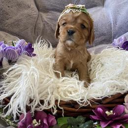 Penny - Ruby female Cavalier King Charles Spaniel puppy in Orrville, Ohio from Heart of a Cavalier