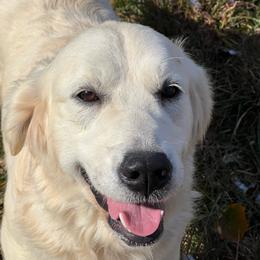 Golden Retriever puppies from Dale Hollow Goldens