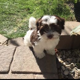 "Past puppies" Havanese Puppies from Hillsong Havanese