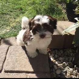"Past puppies" Havanese Puppies from Hillsong Havanese