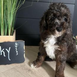 Sky - Blue merle female Aussiedoodle puppy in Eastland, Texas from H5 Mini Doodles