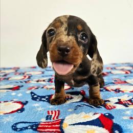 Chocolate and tan dapple female - Dapple female Dachshund puppy in Belle Rive, Illinois from Akin's Miniature Dachshunds, LLC