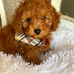 Poodle Puppies from Premier Poodle