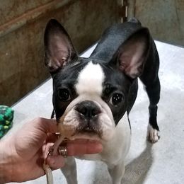 Syd - Boston Terrier