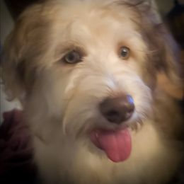 Wiggles - Chocolate sable male Havapoo puppy in Medina, Ohio from Momma's Mastiffs