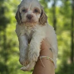 Lime Green Female - Red and white female Cockapoo puppy in Mocksville, North Carolina from Hunting Creek Farms