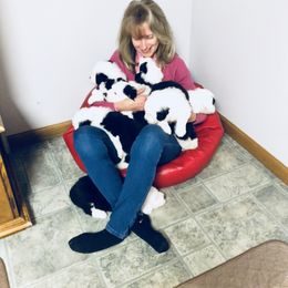 Old English Sheepdog Puppies from Bumblebears Old English Sheepdogs