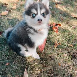 Pomsky Puppies from Pomsky Pack & Co