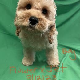 Cockapoo, Cocker Spaniel, and Poodle Puppies from Camic Cockapoos