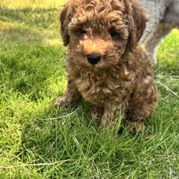Poodles from Chae’s Fam