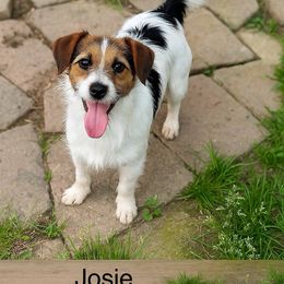Josie - Russell Terrier