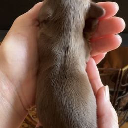 Tinsel (3400) - Chocolate and tan female Dachshund puppy in Steele, Alabama from Taylored Dachshunds