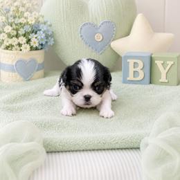 Black Tan Boy (green) - Black tan and white male Japanese Chin puppy in Tulsa, Oklahoma from Locust Creek Pugs & Japanese Chin's