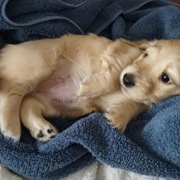 Dachshund puppies from Leroux Creek Cream Dachshunds