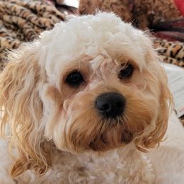 Guiness - Cavapoo