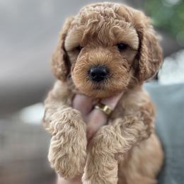 Boy 2 - male Goldendoodle puppy in Mustang, Oklahoma from The Doodle grove