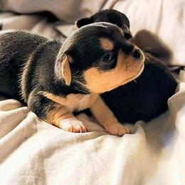 Lil Cuddle Bug - Black and tan male Chihuahua puppy in Weatherford, Texas from Small and Mighty Chihuahuas