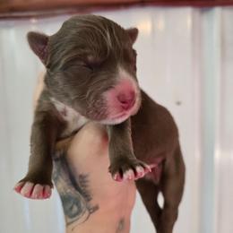 4 - Brown and white female Siberian Husky puppy in Addison, Michigan from Gray Run Siberian Huskies