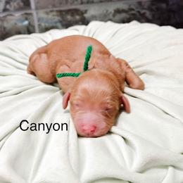 Canyon - Red  male Goldendoodle puppy in Pasco, Washington from Camp Doodle Woods