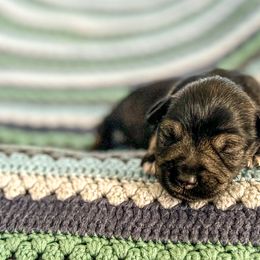 Boy 2 - Salt and pepper Miniature Schnauzer puppy in Woodburn, Kentucky from Southern Kentucky Schnauzers