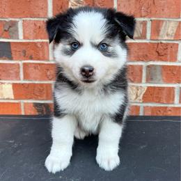 Peach - Black and white female Pomsky puppy in Henderson, Kentucky from Paris Pomskies