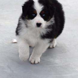 Australian Shepherd Puppies from Maubach Ranch