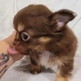 Chihuahua Puppies from B&D Chihuahuas