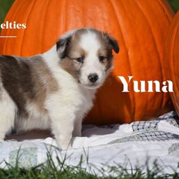 Yuna - Sable merle and white female Shetland Sheepdog puppy in Gladbrook, Iowa from T Triple C Shelties