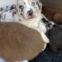 Australian Shepherd Puppies from Kent island Aussies