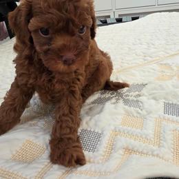 Aurora - Red  female Poodle puppy in Corona, California from Poodle house CA