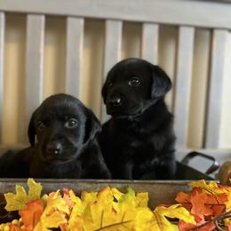 Labrador Retriever Puppies from Stormy River Retrievers