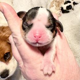 AKC Mohawk Girl - Tri-color female Cavalier King Charles Spaniel puppy in Louisville, Kentucky from Ali-Mae Cavaliers